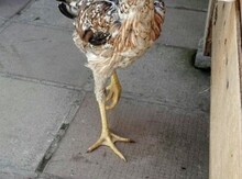 Heyratı beçə