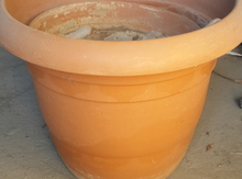 Dibçək