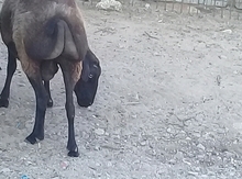 Qoyunlar