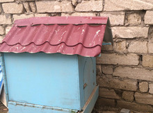 İt yuvası