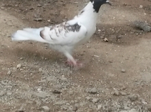 Göyərçin