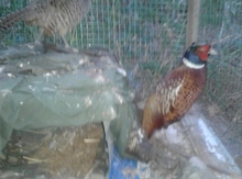 Qırqovul yumurtası