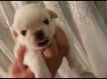 Pekines
