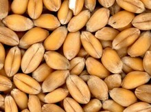 Arpa və buğda