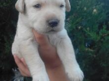 Labrador balaları