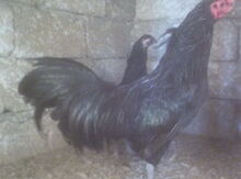 Xoruz
