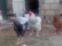 Brama xoruzu