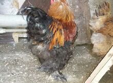 Brama