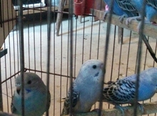 Tutuquşu