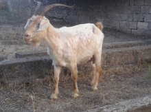 Keçi