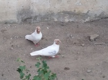 Göyərçinlər