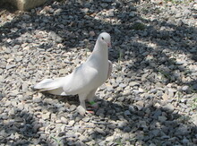 Göyərçin