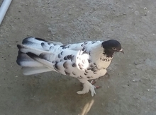 Göyərçin