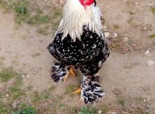 Brama yumurtaları