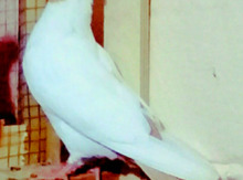 Göyərçin