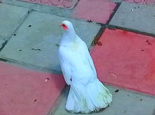 Göyərçin