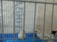 Amadin