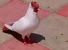 Göyərçin