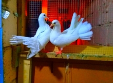 Göyərçin