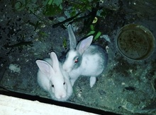 Dovşanlar