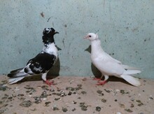 Göyərçin