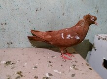Göyərçin