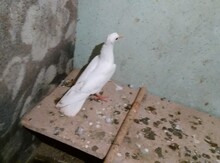 Göyərçin