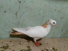 Göyərçin