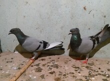 Göyərçinlər