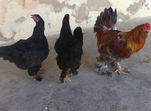 Brama