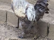 Brama