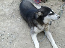 Haski