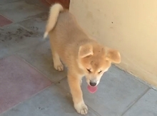 Akita inu