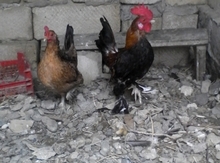Bir cüt yaponka