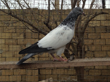 Göyərçin