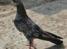 Göyərçin