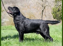 Labrador