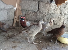 Qırqovul