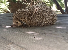 Kirpi
