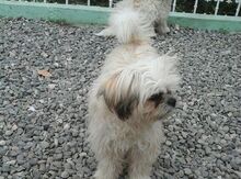 Pudel