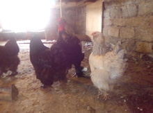 Brama yumurtası