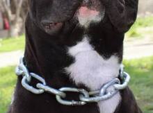 Pitbul (cütləşdirmək üçün)