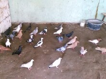 Göyərçin