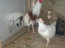 Quşlar
