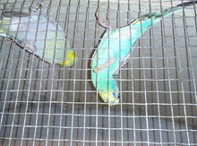 Tutuquşu