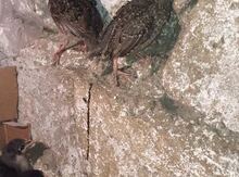 Quşlar