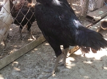 Heyrati
