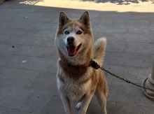 Haski