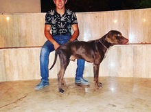 Labrador