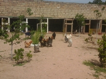 Yumurtalar
